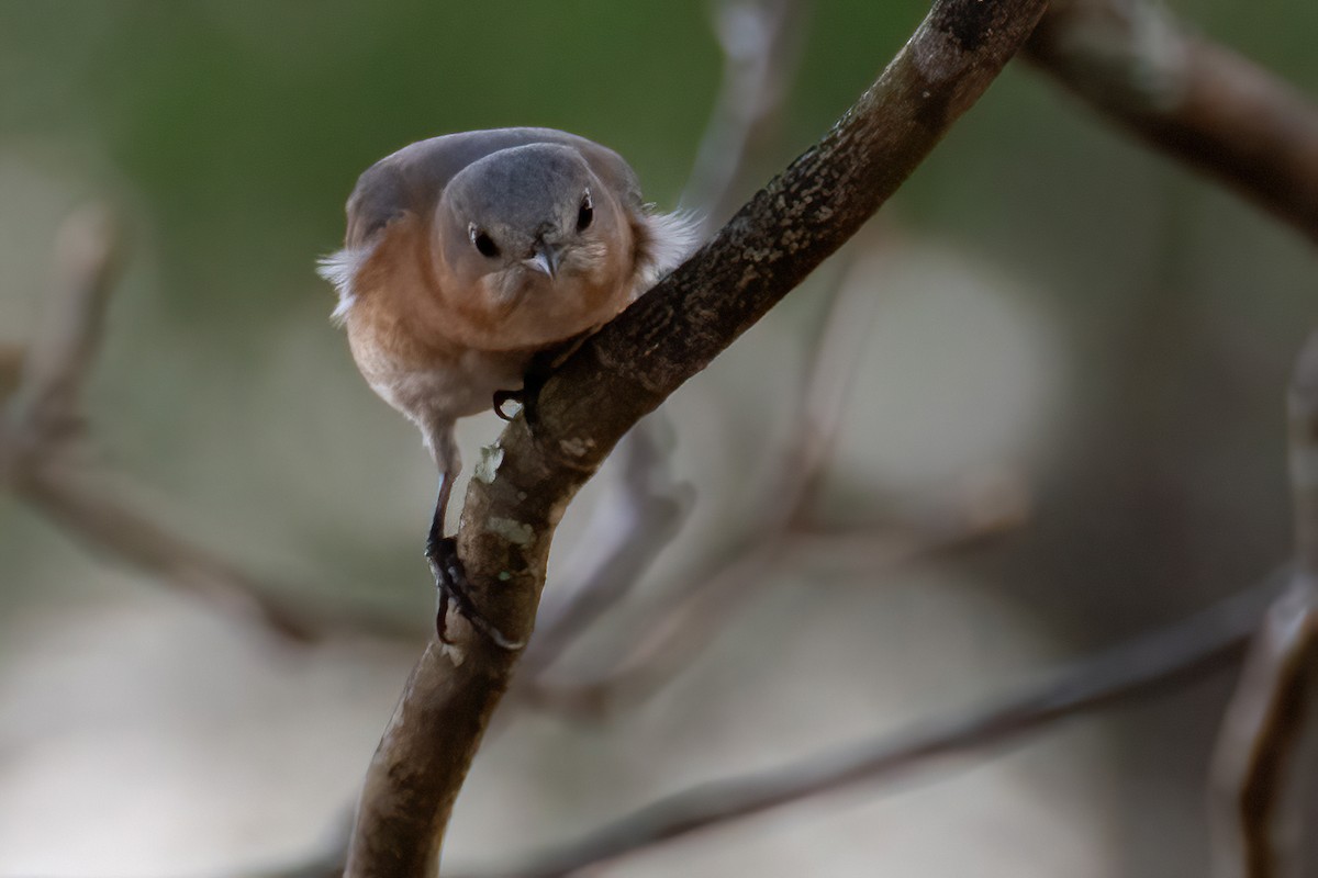 Eastern Bluebird - ML616282099