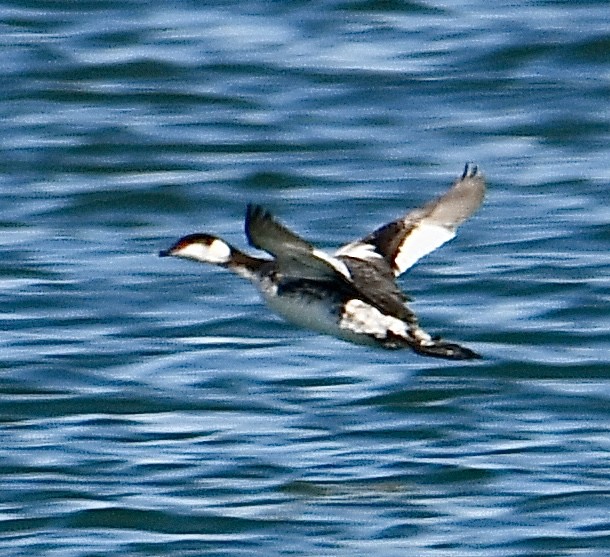 Horned Grebe - Tom Considine