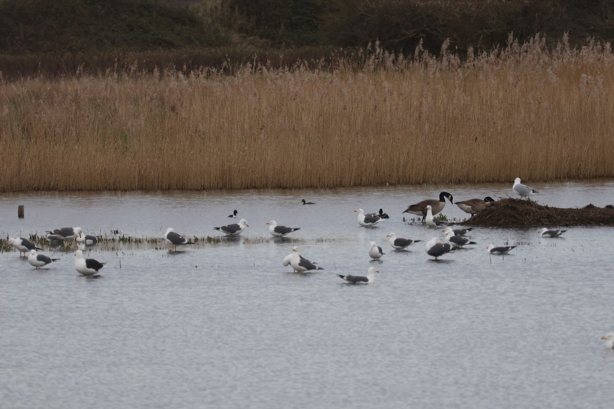 Lesser Black-backed Gull - ML616282144