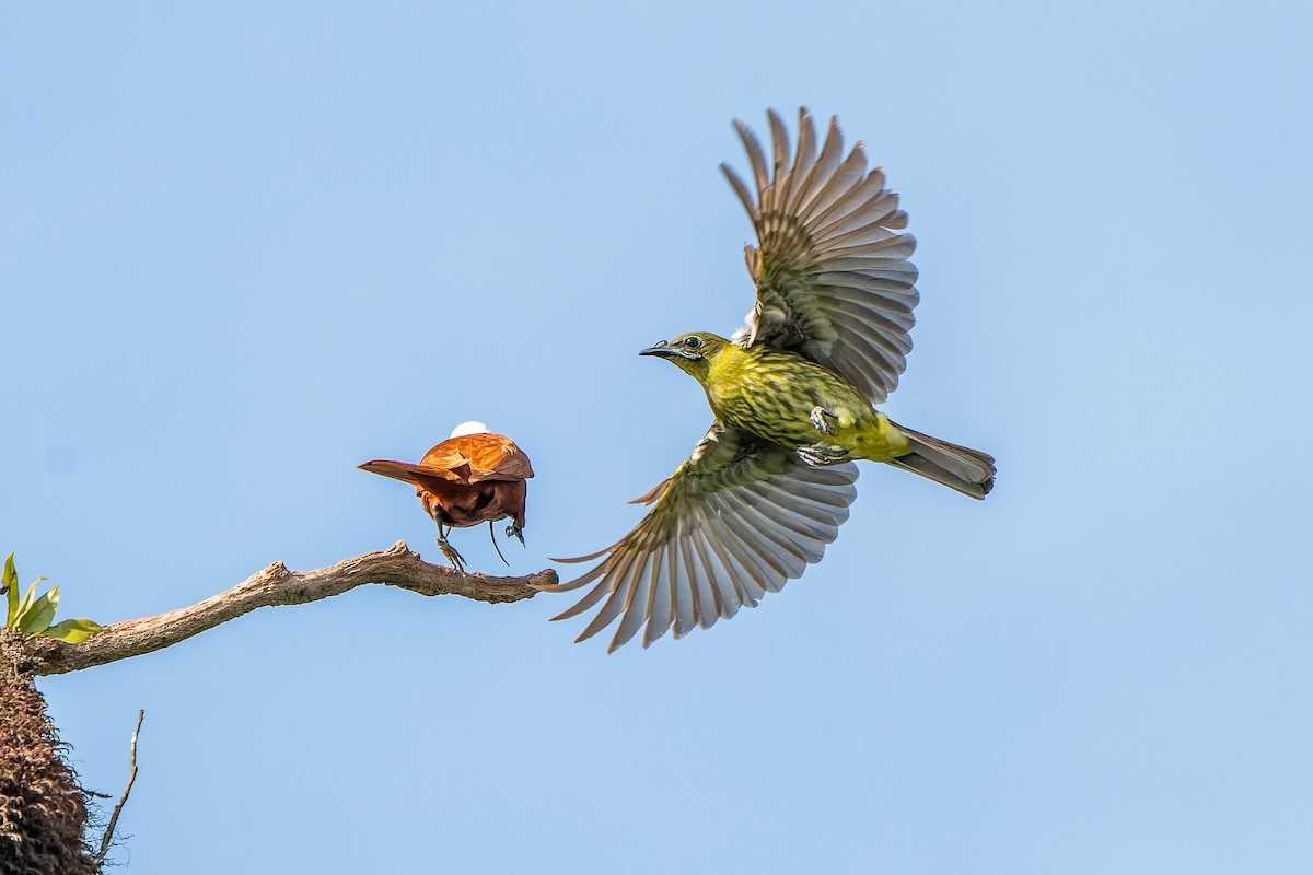 Three-wattled Bellbird - ML616282158