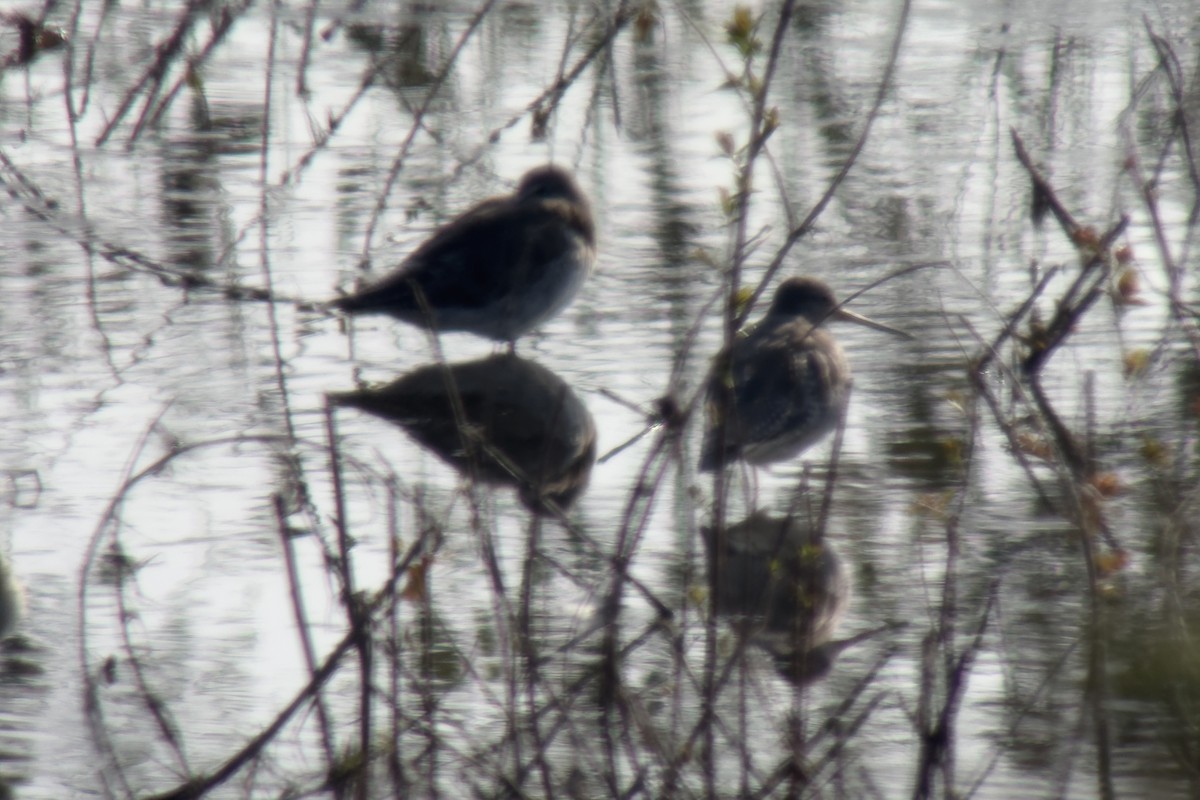 Spotted Redshank - Simone Stefanetti