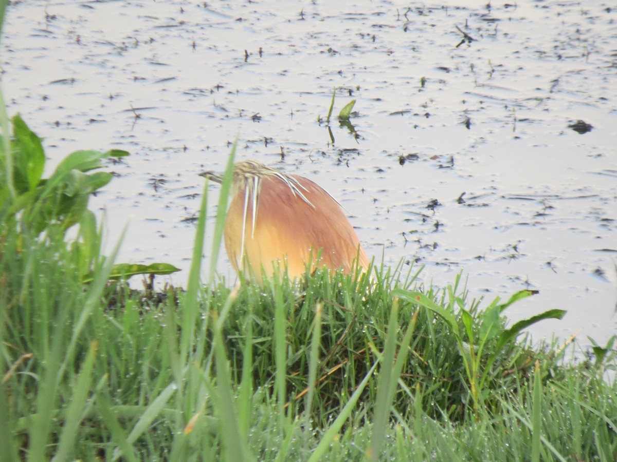 Squacco Heron - ML616282264