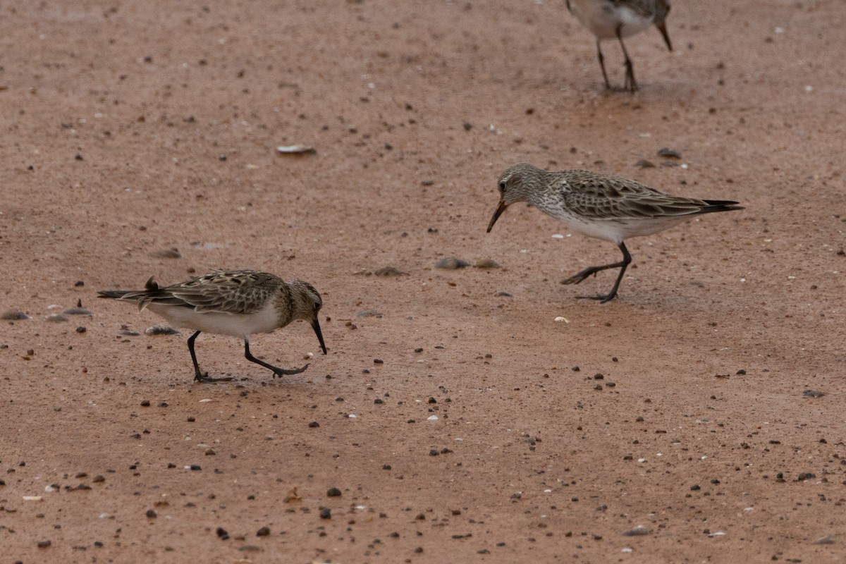 Baird's Sandpiper - Robert Raffel