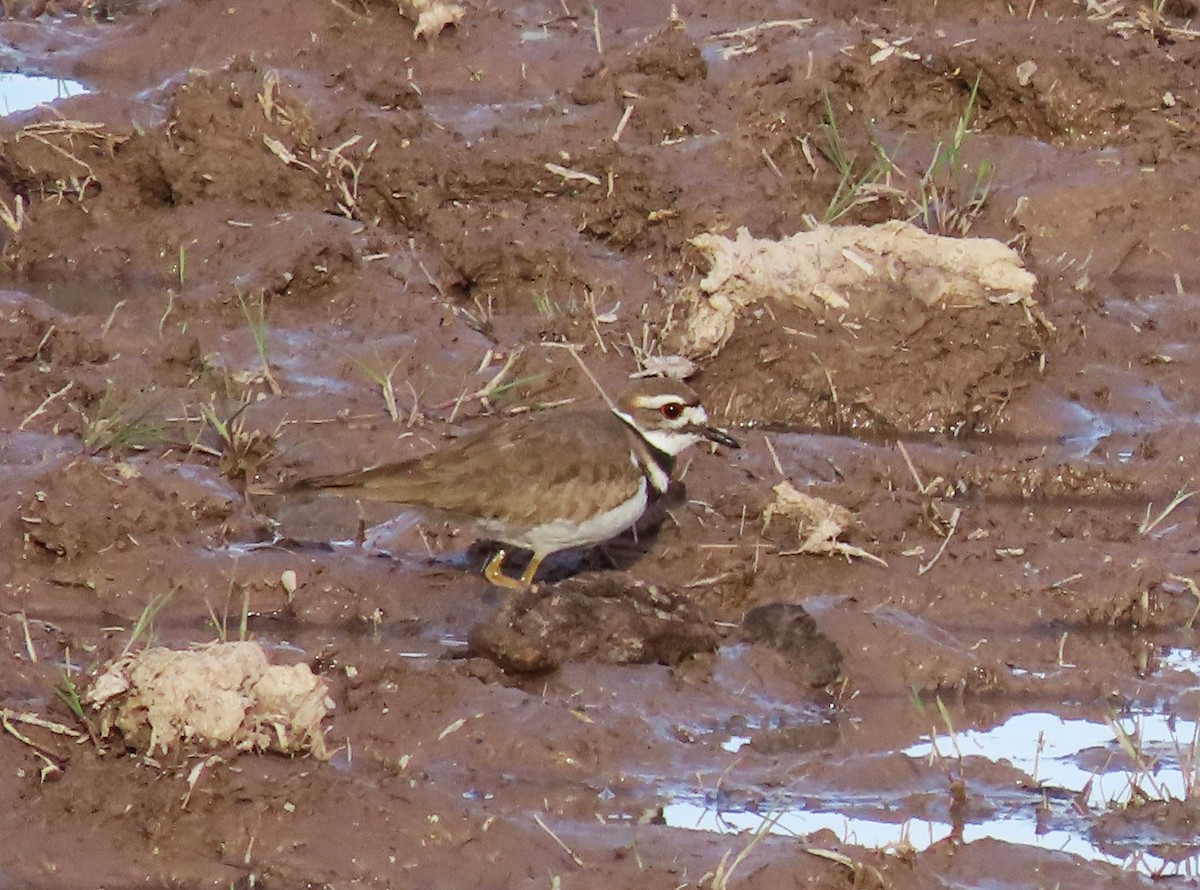 Killdeer - ML616282328