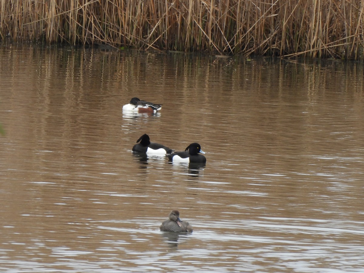 Northern Shoveler - ML616282334