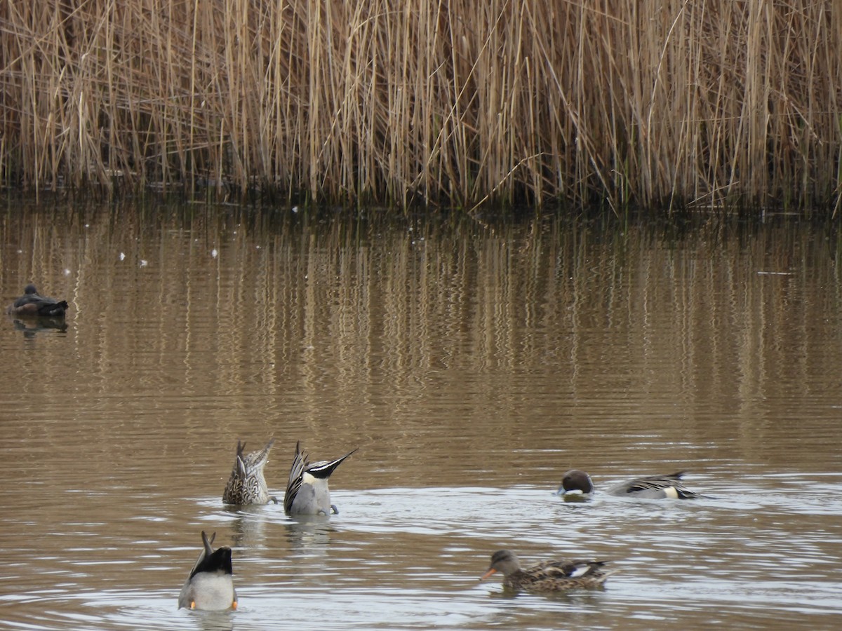 Northern Pintail - ML616282360