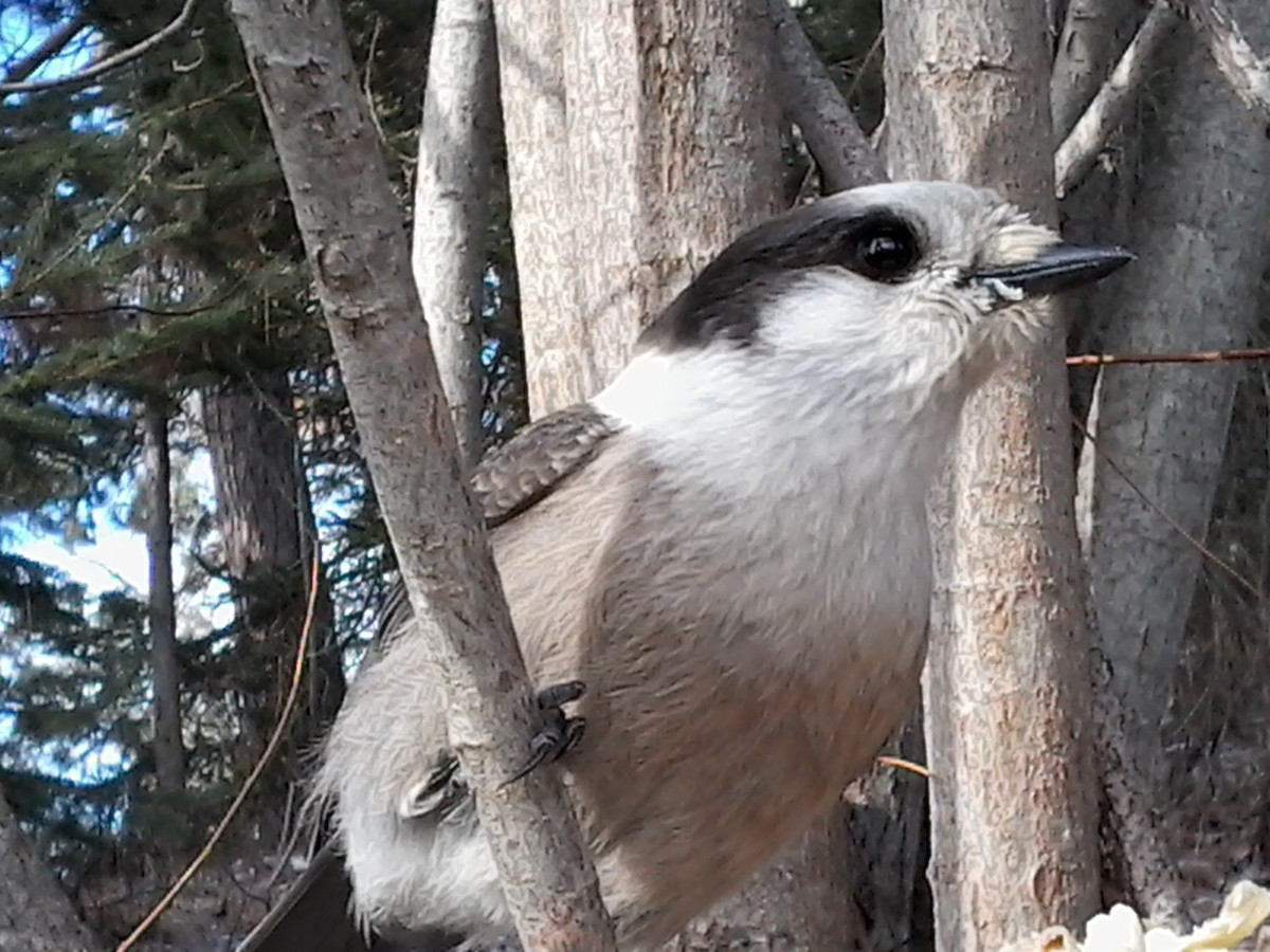 Canada Jay (Boreal) - ML616282378