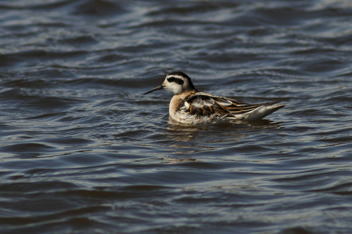 Red-necked Phalarope - ML616282421