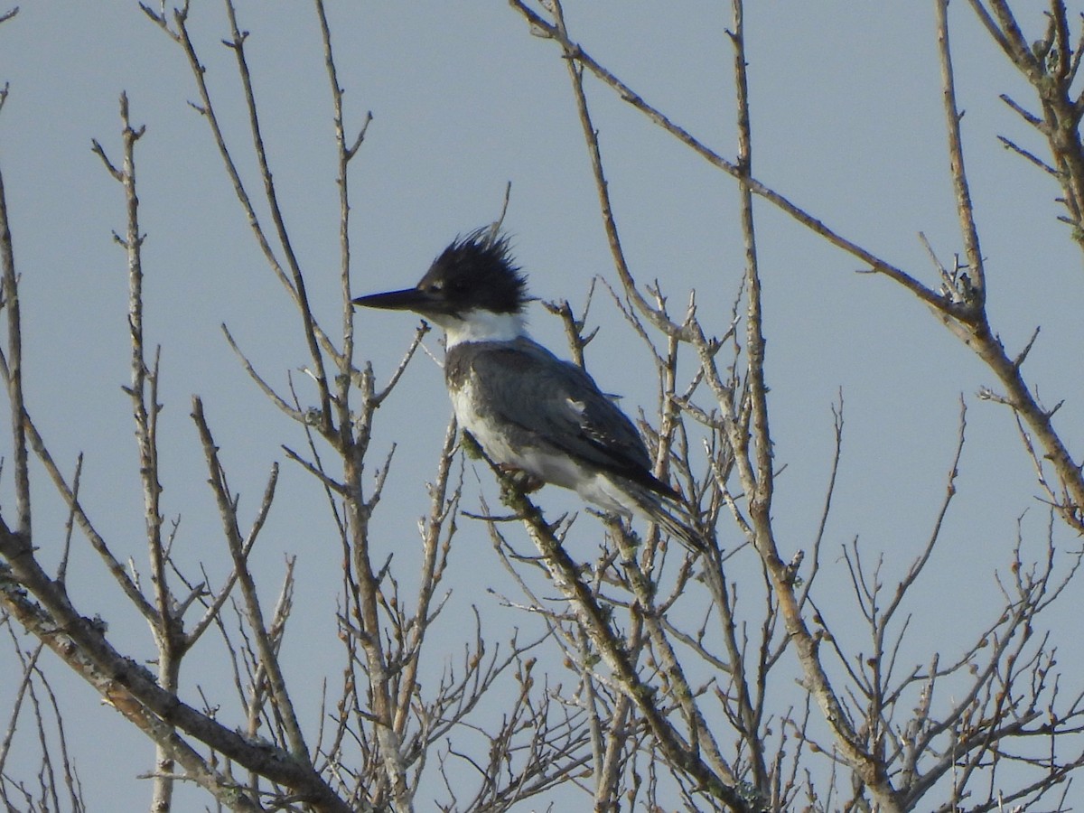Belted Kingfisher - ML616282430