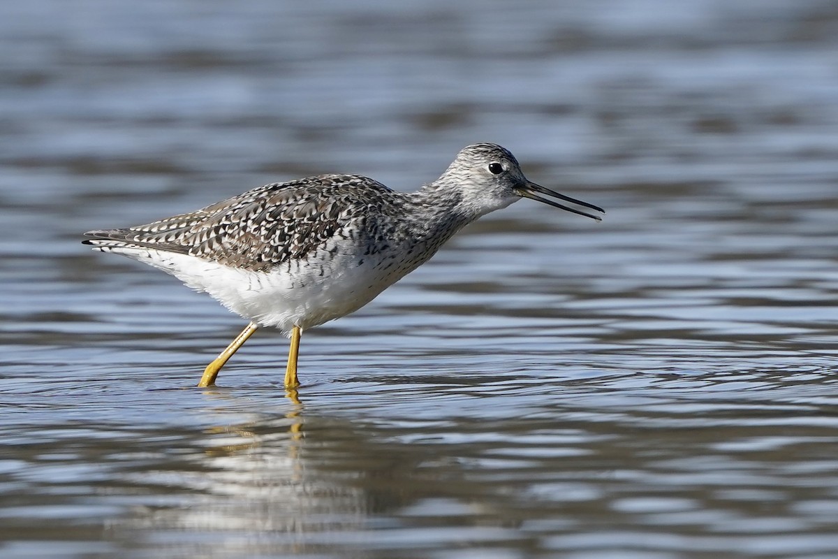 Greater Yellowlegs - ML616282431