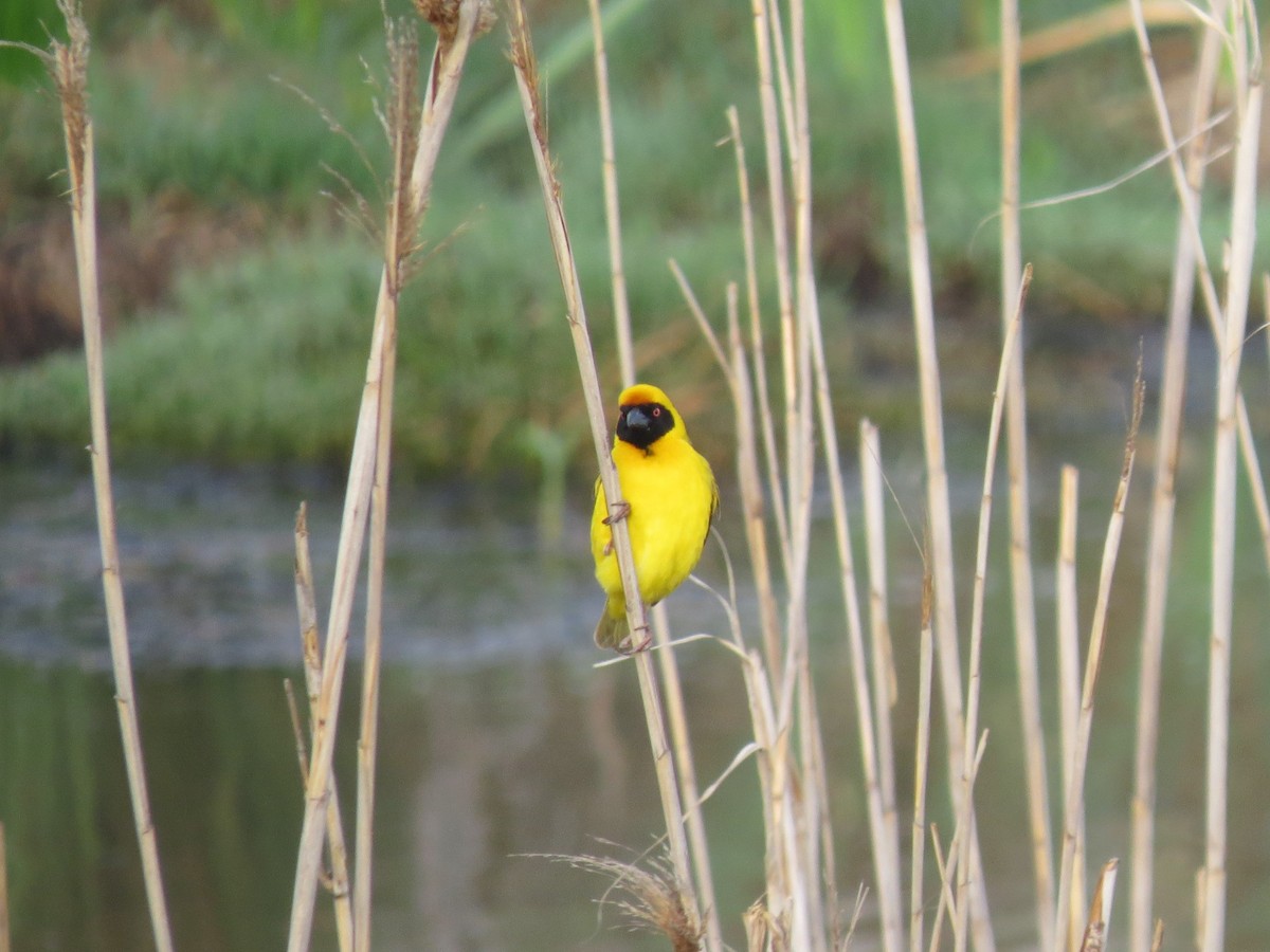 Southern Masked-Weaver - ML616282435