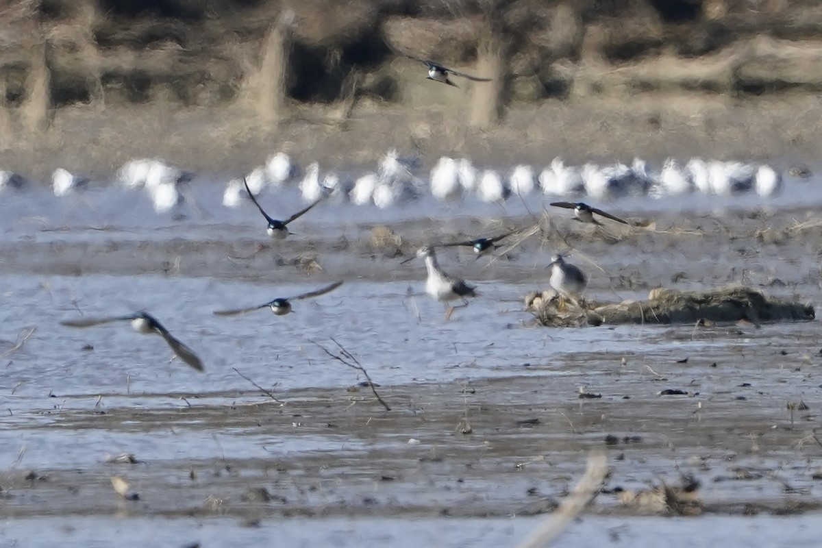 Tree Swallow - ML616282441