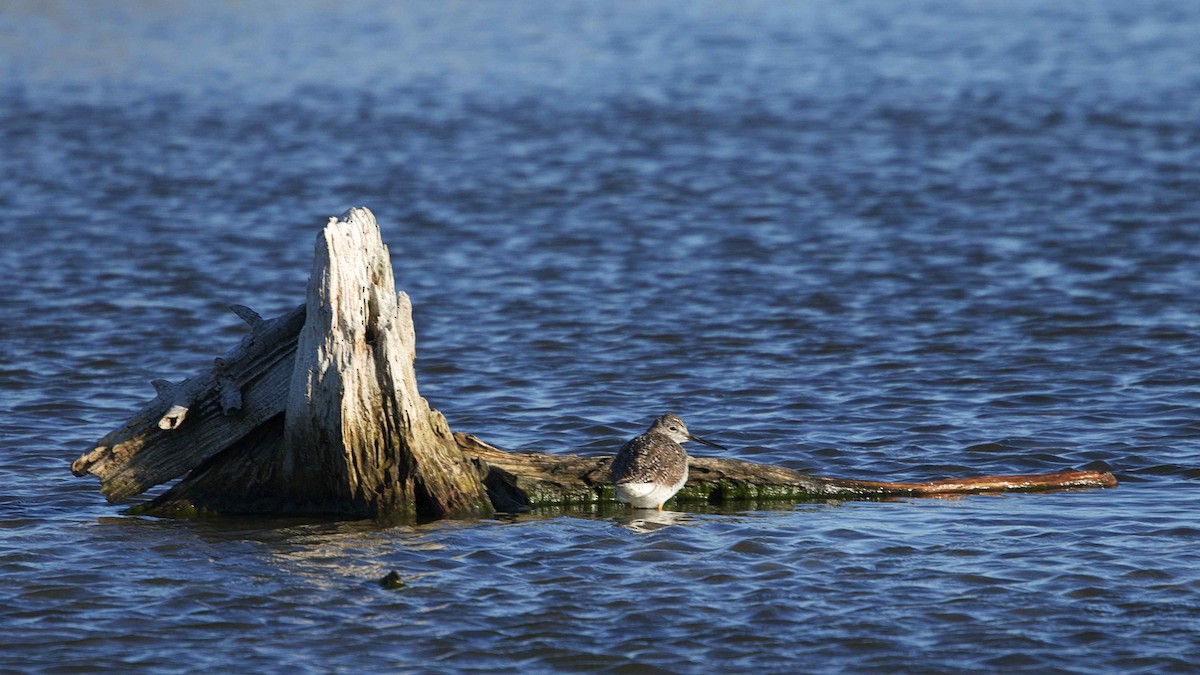 Greater Yellowlegs - ML616282460