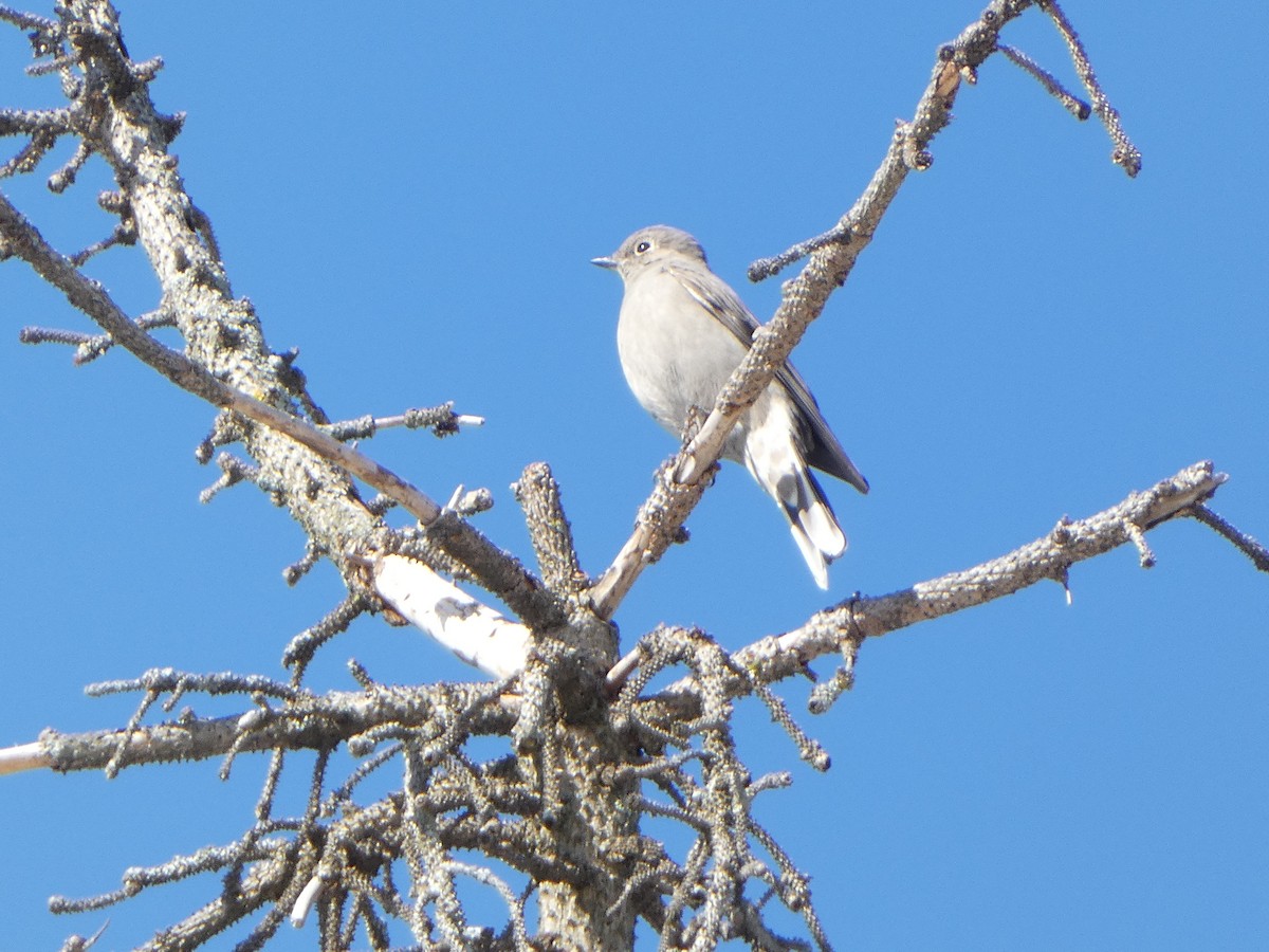 Townsend's Solitaire - ML616282471