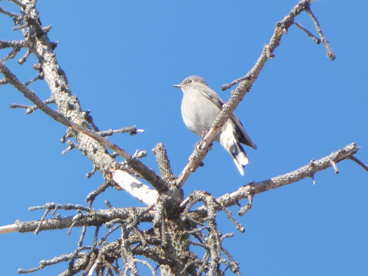 Townsend's Solitaire - ML616282482