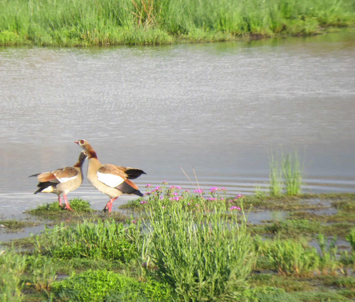 Egyptian Goose - ML616282488