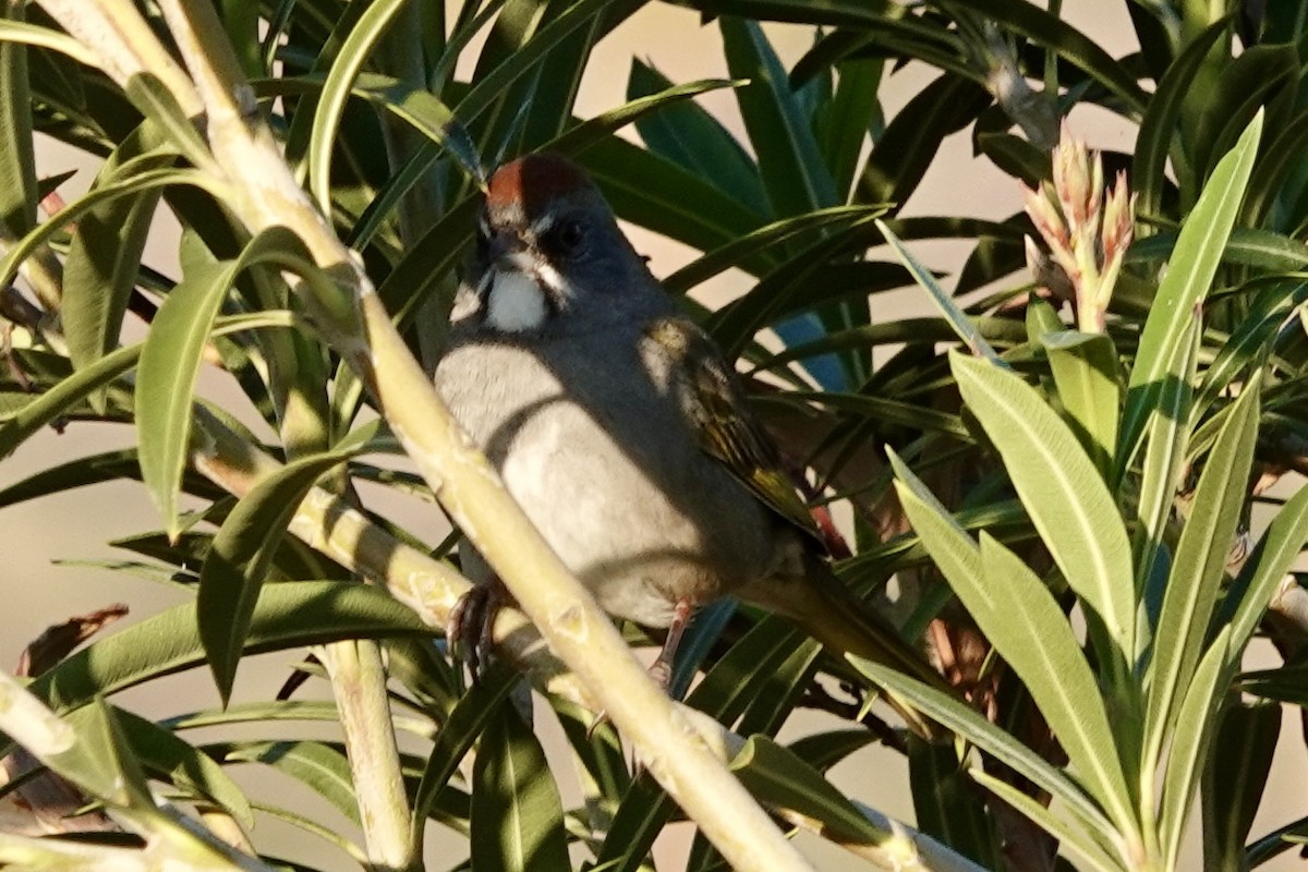 Green-tailed Towhee - Melanie McCarthy