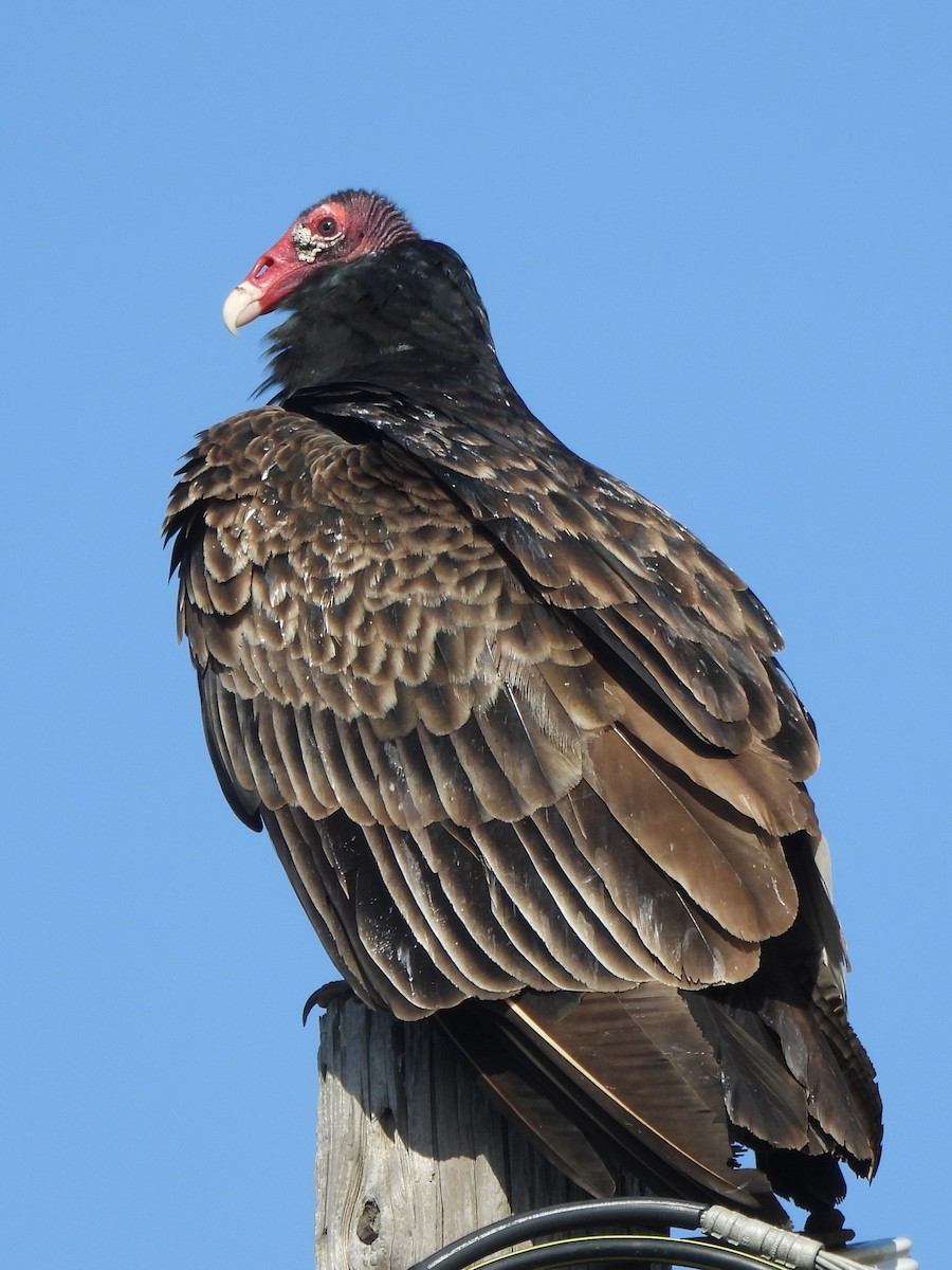 Turkey Vulture - ML616282515
