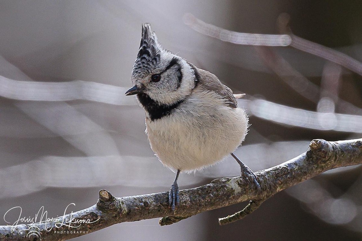 Crested Tit - ML616282575