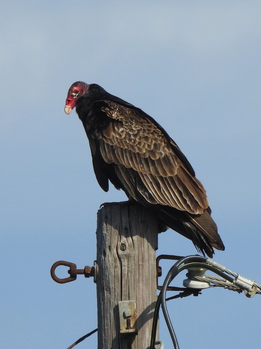 Turkey Vulture - ML616282597