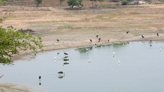 Asian Woolly-necked Stork - ML616282598