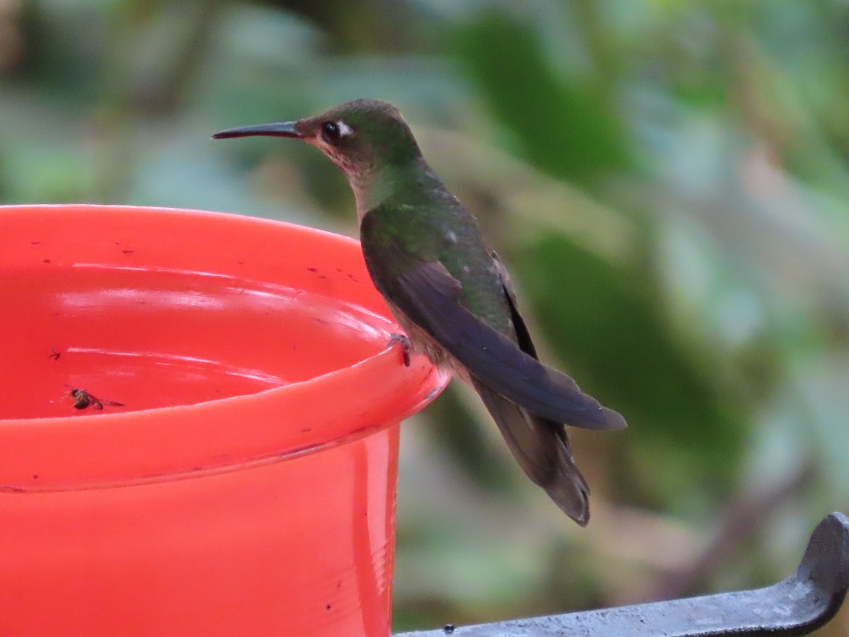 kolibřík hnědobřichý - ML616282655