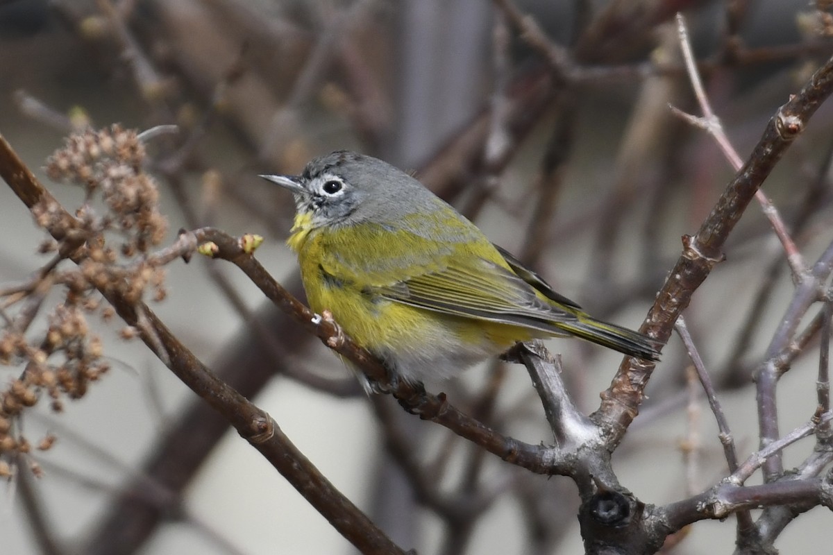 Nashville Warbler - Tim Healy