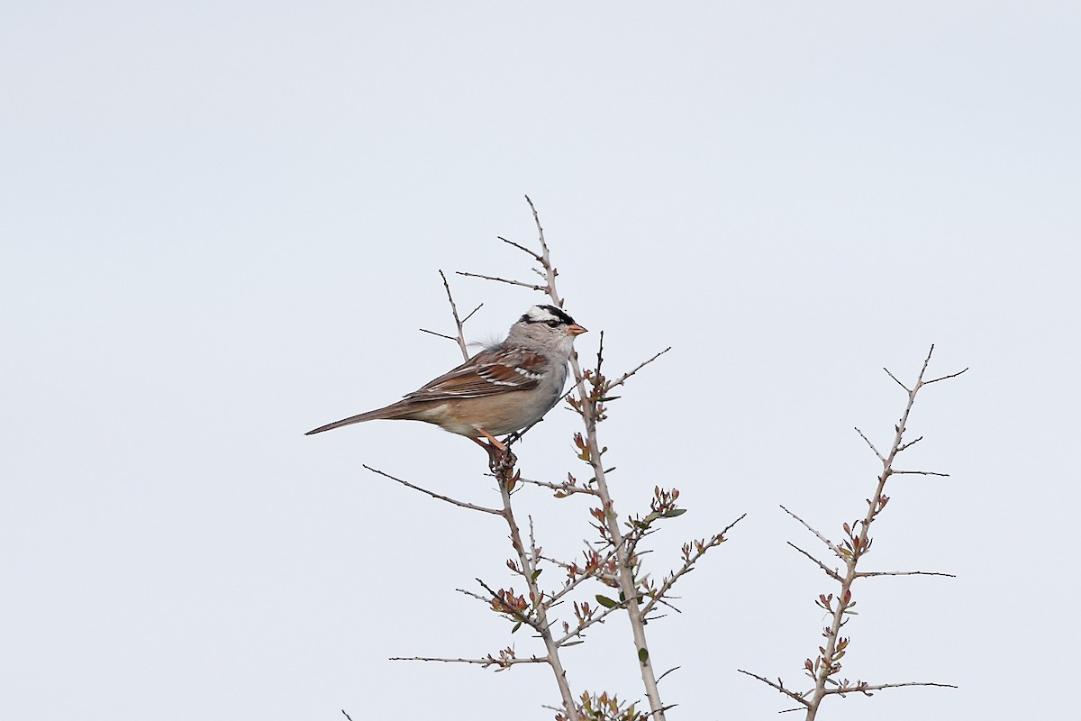 White-crowned Sparrow - ML616282740