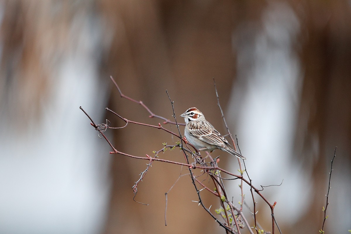 Lark Sparrow - Geoff Malosh