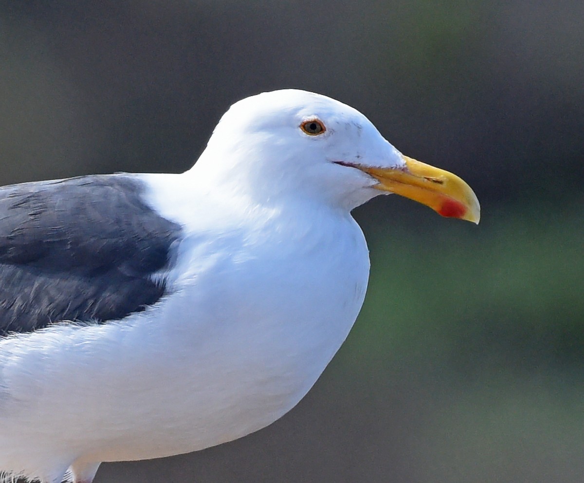 Western Gull - Steven Mlodinow