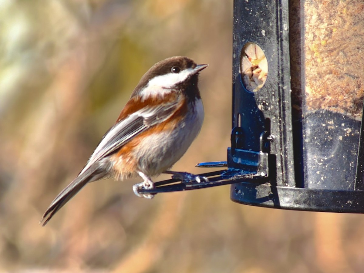 Mésange à dos marron - ML616282877