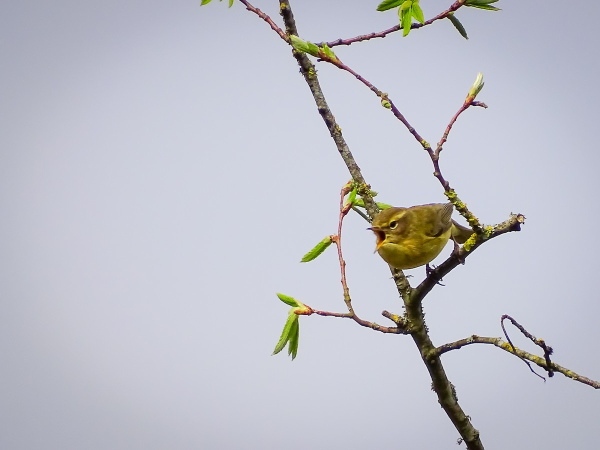 Common Chiffchaff - ML616282891