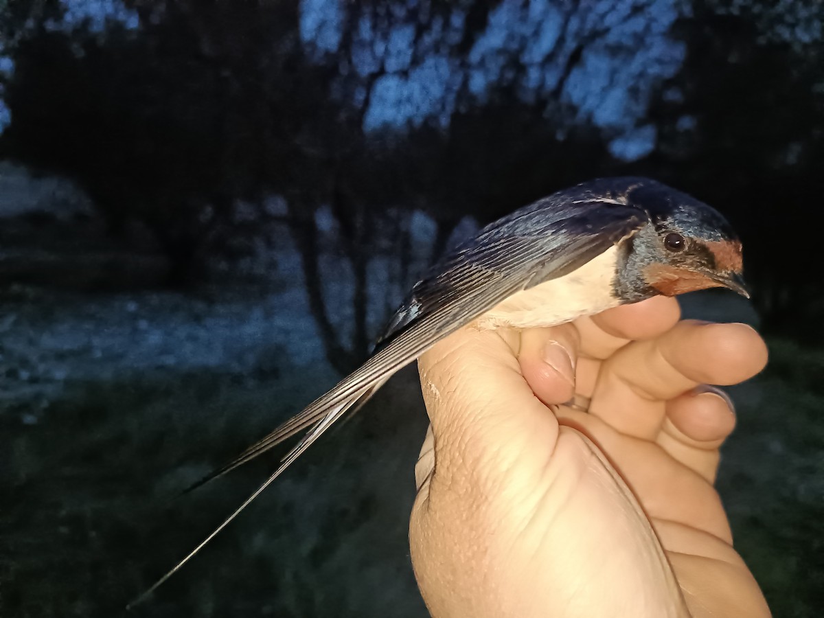 Barn Swallow - ML616282906