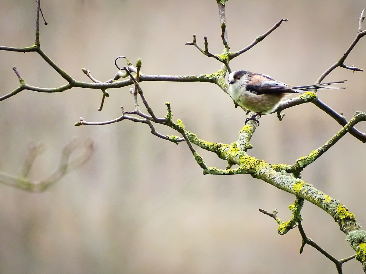 Long-tailed Tit - ML616282910