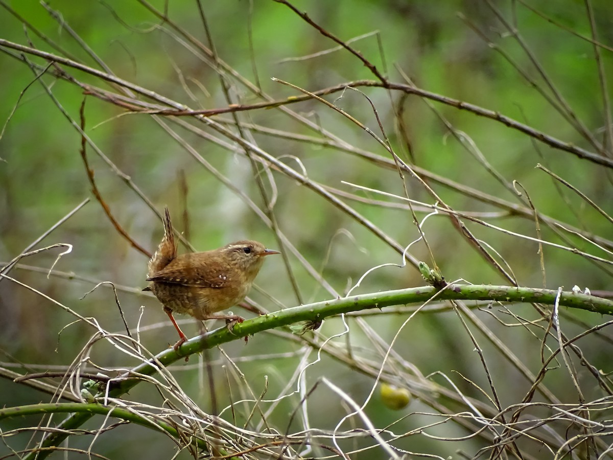 Eurasian Wren - ML616282918