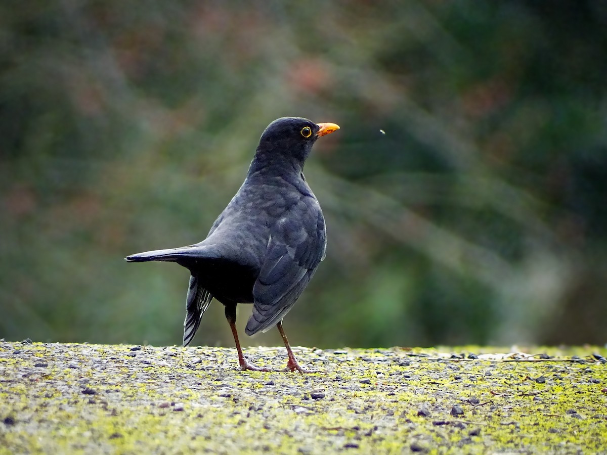 Eurasian Blackbird - ML616282931