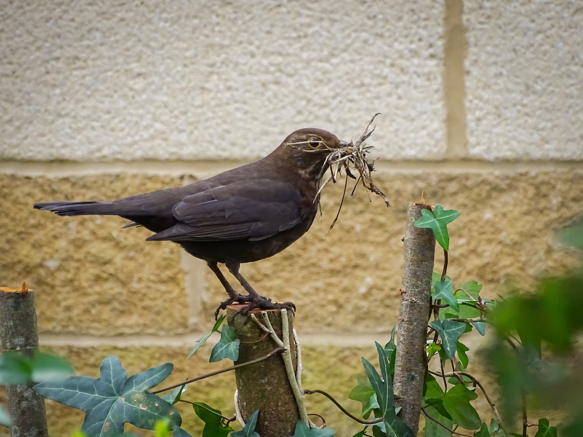 Eurasian Blackbird - ML616282932