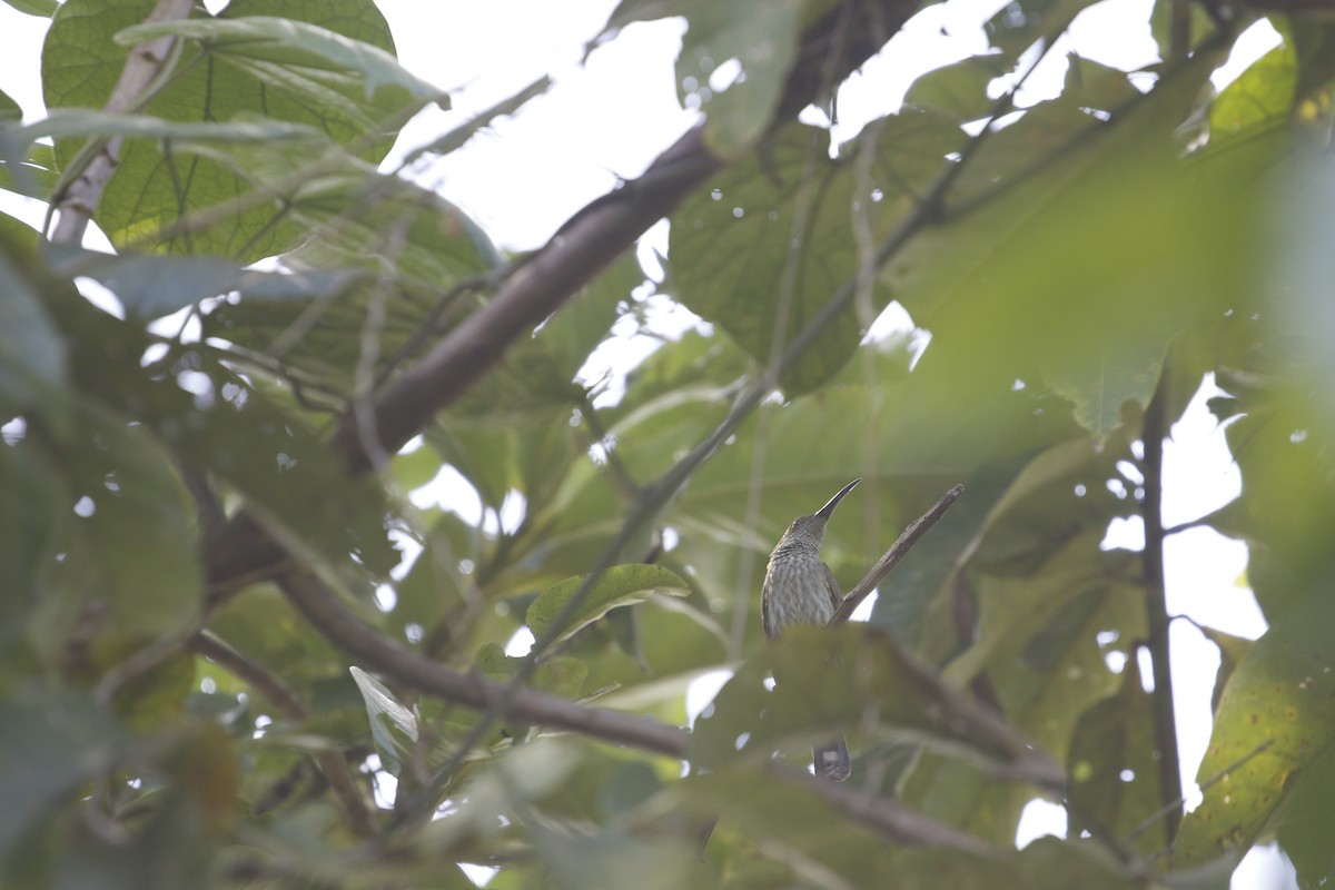 Bornean Spiderhunter - mickey wu