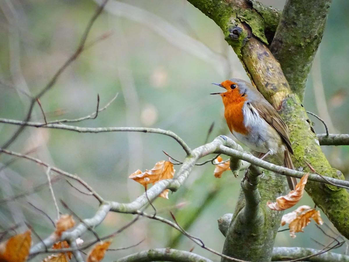 European Robin - ML616282944
