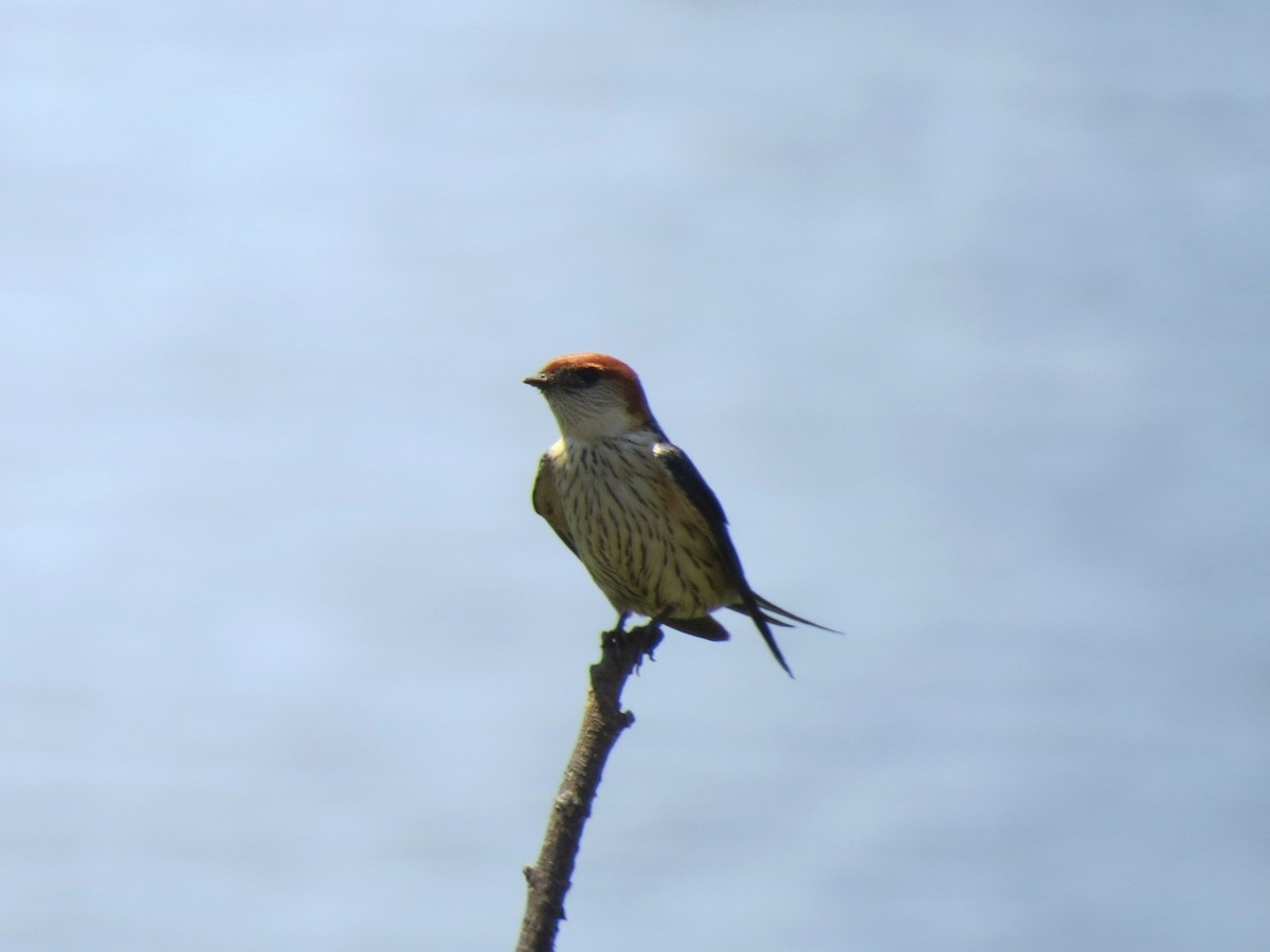 Hirondelle à tête rousse - ML616282951