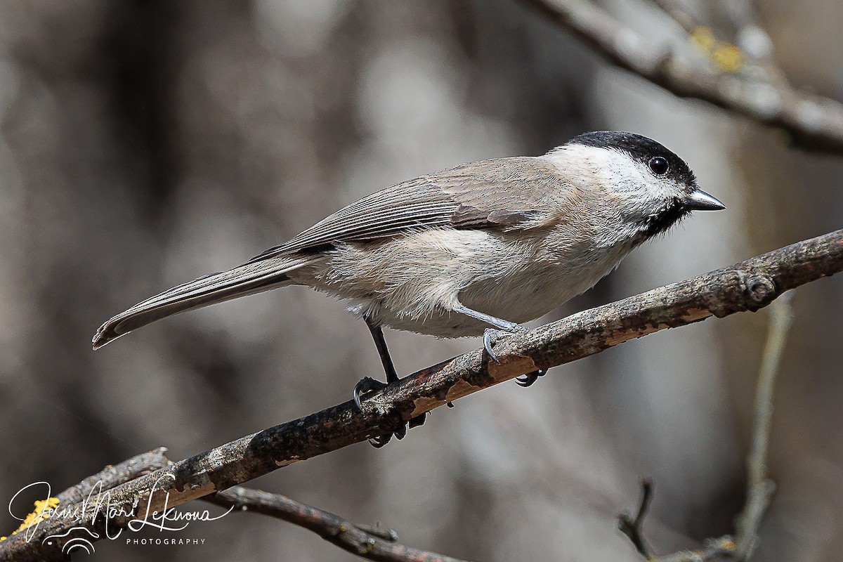 Marsh Tit - ML616282957