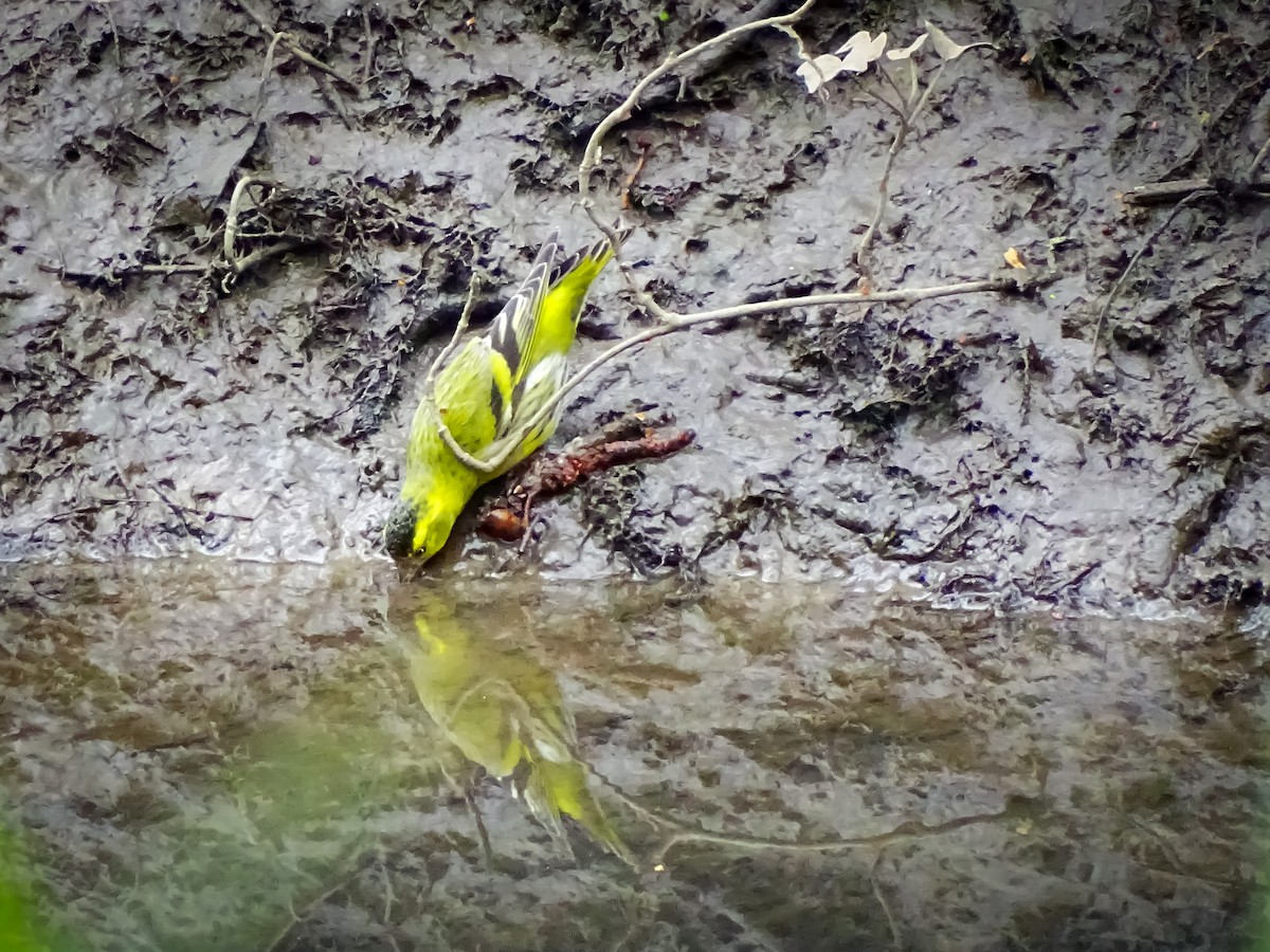 Eurasian Siskin - ML616282965