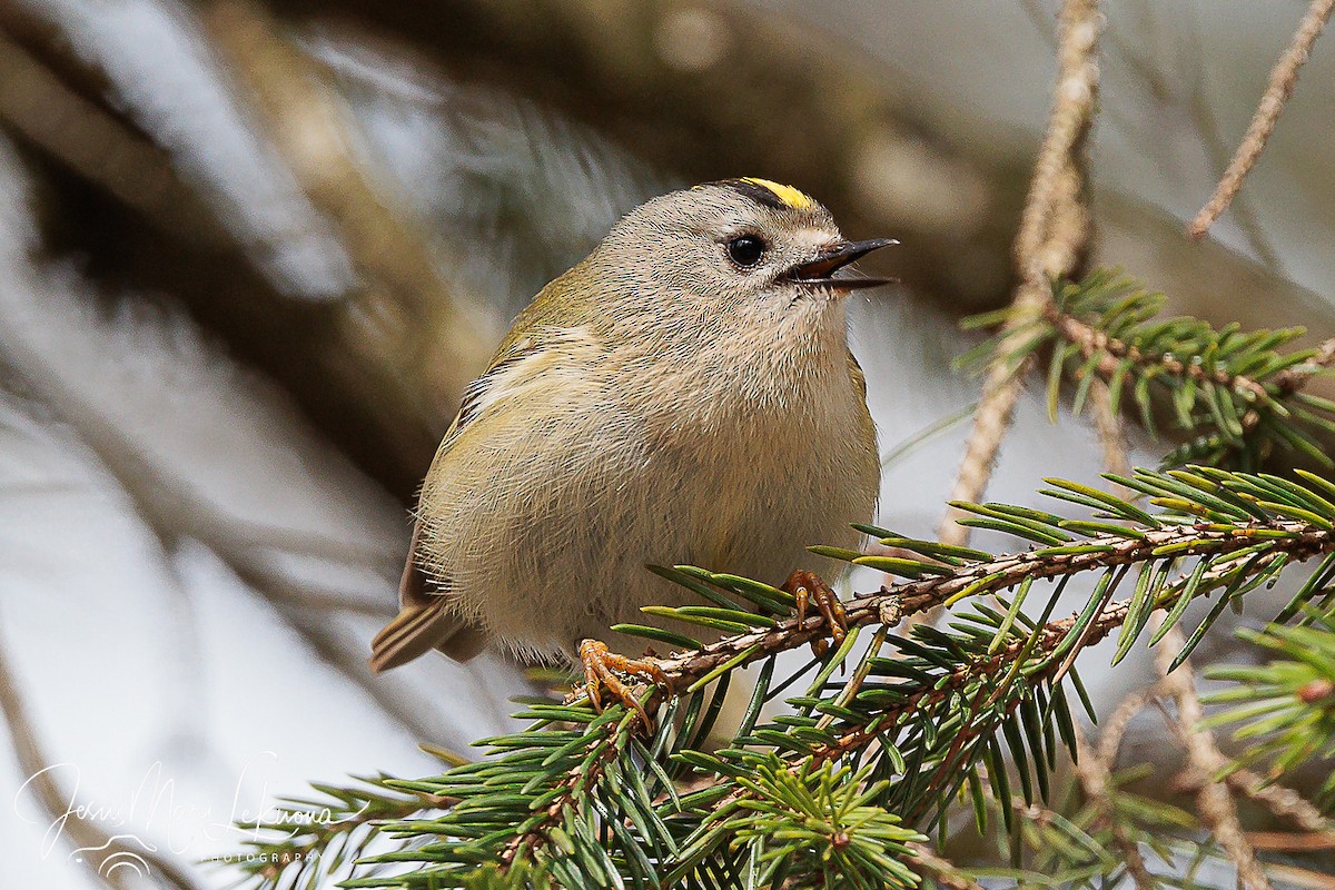 Goldcrest - ML616282975