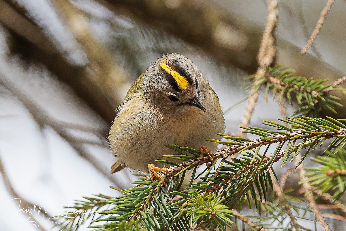 Goldcrest - ML616282976