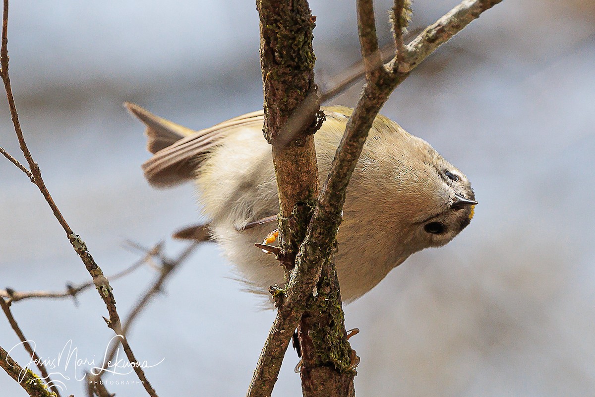 戴菊鳥 - ML616282977