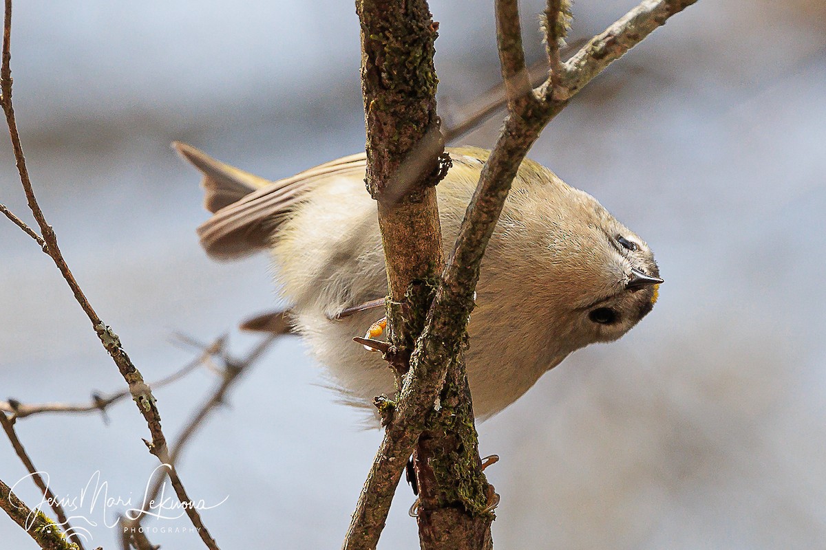 Goldcrest - ML616282977