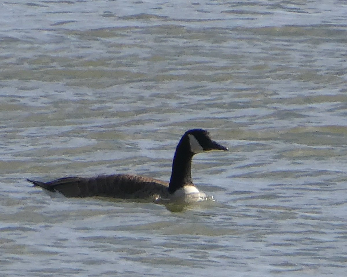 Canada Goose - ML616282995
