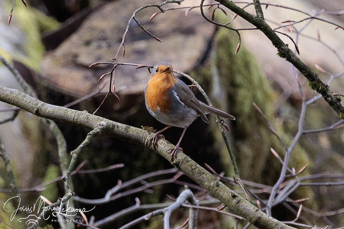 European Robin - ML616283013