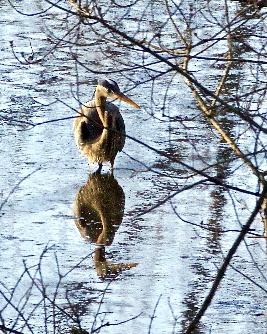 Great Blue Heron - ML616283097