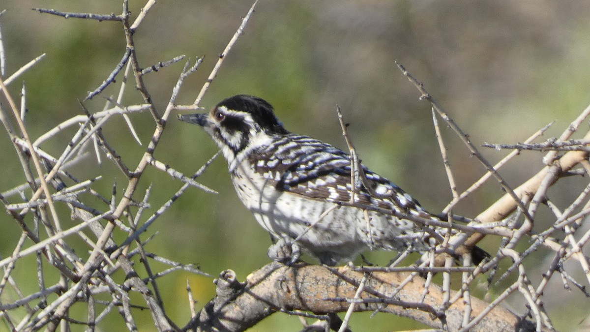 Ladder-backed Woodpecker - ML616283113